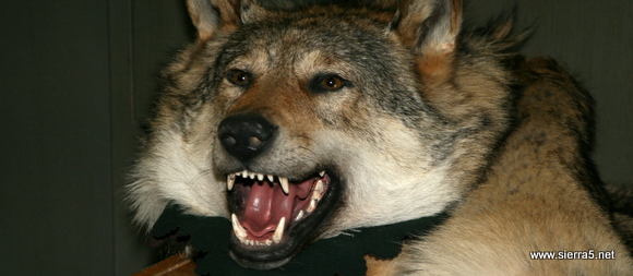 lju_carina_volk_img_2148.jpg lju_carina_volk_img_2148.jpg