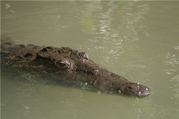 krokodil_img_7014 krokodil_img_7014.jpg